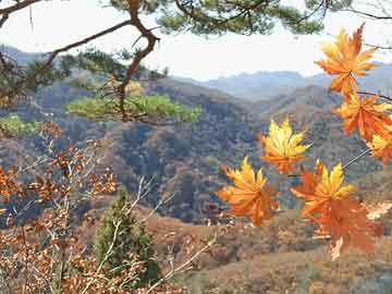 可不可以只交醫(yī)療保險(xiǎn)（職工可不可以只交醫(yī)療保險(xiǎn)）